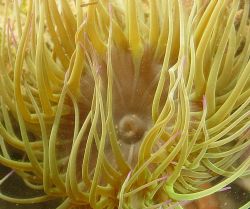 Anemone (Anemonia sulcata), shot in Baleal, Portugal, usi... by Joao Pedro Tojal Loia Soares Silva 